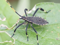 Gelonus tasmanicus