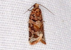 Argyrotaenia tabulana