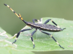 Gelonus tasmanicus