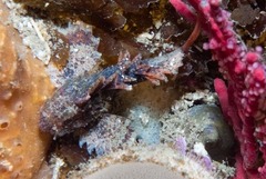 Coccotropsis gymnoderma
