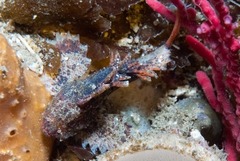 Coccotropsis gymnoderma