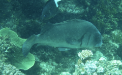 Plectorhinchus gibbosus