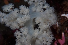 Pseudonephthea liltvedi