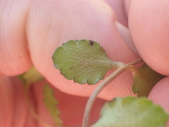 Gonocarpus aggregatus