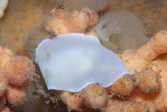 Doriopsilla capensis