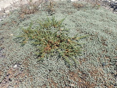 Pimelea prostrata prostrata