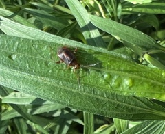 Horciasinus argentinus