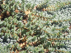 Pimelea prostrata prostrata