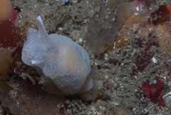 Pleurobranchaea tarda