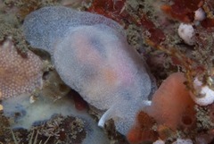 Pleurobranchaea tarda