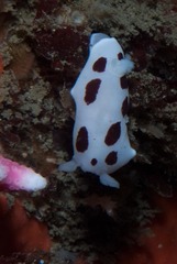 Aphelodoris sp-a