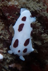 Aphelodoris sp-a