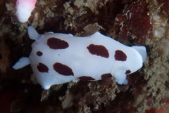 Aphelodoris sp-a
