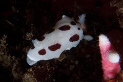Aphelodoris sp-a