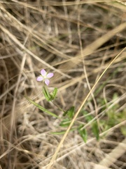 Epilobium billardiereanum
