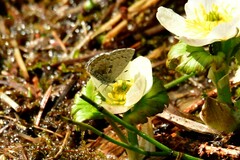 Celastrina lucia