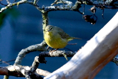 Leiothlypis celata lutescens