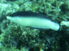 Anampses neoguinaicus