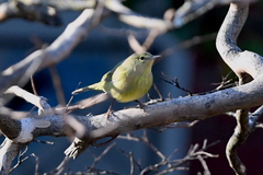 Leiothlypis celata lutescens