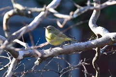 Leiothlypis celata lutescens