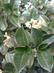 Palicourea boqueronensis