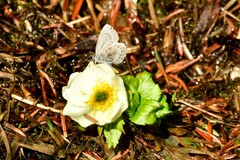 Celastrina lucia
