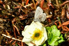 Celastrina lucia