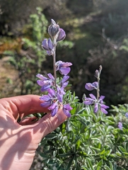 Lupinus albifrons