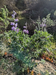 Lupinus albifrons