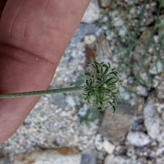 Cryptantha nevadensis