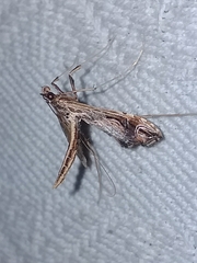 Lineodes