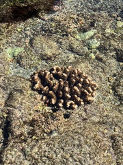 Pocillopora