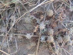 Eryngium vesiculosum