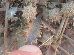 Eryngium vesiculosum