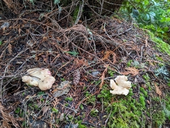 Lactarius rubrilacteus