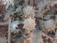 Eryngium vesiculosum