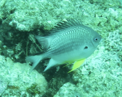 Amblyglyphidodon leucogaster