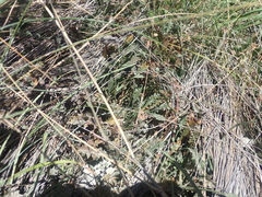 Eryngium vesiculosum