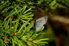 Celastrina lucia