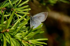 Celastrina lucia