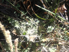 Eryngium vesiculosum