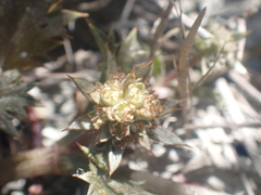 Eryngium vesiculosum
