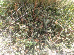 Eryngium vesiculosum