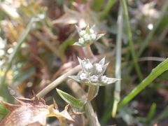 Eryngium vesiculosum