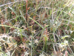 Eryngium vesiculosum
