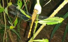 Erythemis attala