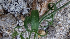 Cryptantha nevadensis