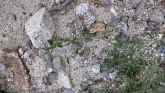 Cryptantha nevadensis