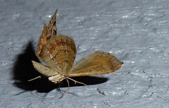 Xanthorhoe semifissata