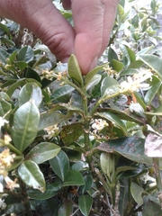 Palicourea boqueronensis